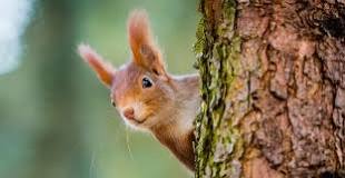 Image result for is the grey squirrel native to britain