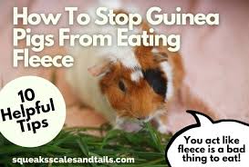 stop guinea pigs from eating fleece