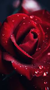 red rose with this stunning macro wallpaper