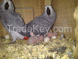congo african grey parrot eggs and