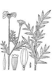Plants Profile for Anthemis tinctoria (golden chamomile)