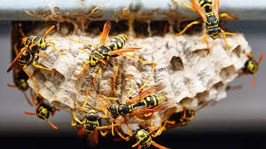 2 Reasons to Leave a Wasp Nest in Your Yard