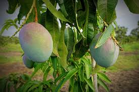 carbon sequestration in mango trees