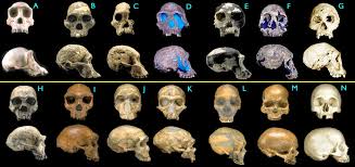 Transitional Fossils Of Hominid Skulls