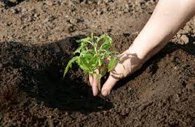 which soil is best for plant growth