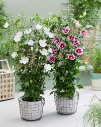 The brilliant white blooms and hibiscus syriacus originates in asia, and has been cultivated in uk gardens since the 16th century. Hibiscus Flower Tower White Plantipp