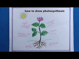 how to draw photosynthesis plant