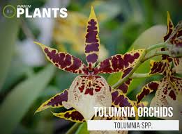 tolumnia spp tolumnia orchids plant