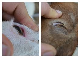 Drug Resistant Parasites In Goats Part I Eden Hills