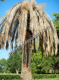 Palm Tree S 25 How Much Does A