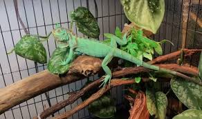diy reptile enclosure plans fall in