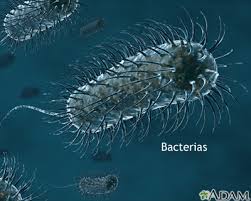 Resultado de imagen para bacterias