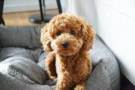 toy poodle florida save 81