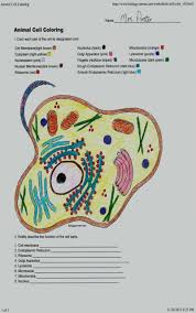 Animal cell worksheet colouring pages homeschooling animal cell. Cell Coloring Worksheets 26 Inspirational Animal Cell Coloring Key In 2020 Celula Animal Para Colorear Celula Animal Animalitos Para Colorear