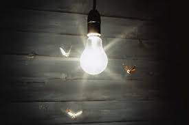 Do Led Bulbs Attract Insects And Bugs