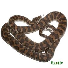 het axanthic carpet python exotic
