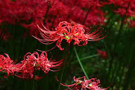 April 17, 2020 3:26 pm updated: Lycoris Spider Lily A To Z Flowers