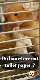 Do Hamsters Eat Toilet Paper What Do