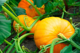 Fall Vegetables To Plant In Your Garden