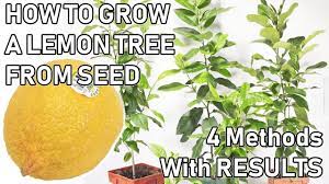 how to grow a lemon tree from a seed