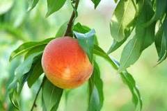 what-is-a-harvester-peach-tree
