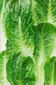 romaine lettuce 101 benefits storage