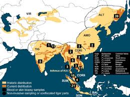 geographic distribution of tigers