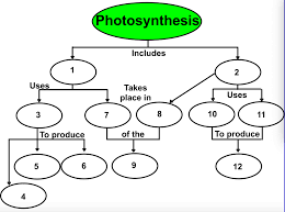 This is why the energy coming from sun in the form of photons is first turned into atp, the energy of to make glucose, the plant needs to make bonds between the carbon, hydrogen and oxygen atoms, which in turn come from co2 and water. Photosynthesis Flow Chart Diagram Quizlet