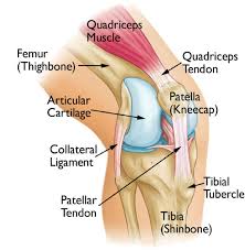 why do i have knee pain diversified