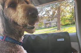 The 10 Best Dog Seat Covers Of 2023