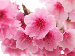 how to grow a flowering cherry tree