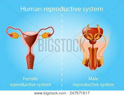 Human Reproductive Vector Photo Free Trial Bigstock