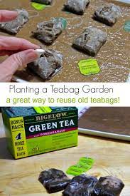 how to plant a teabag garden turning
