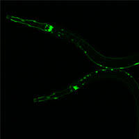 텔로머레이즈 없는 텔로미어 유지 기전 - 연구분야 - 유전과 발생 ... 사진