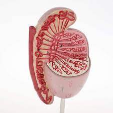 Amazon.co.jp: 睾丸 人間の臓器モデル 等身大の男性性器像 1: 3.5 倍の内部および外部モデル : おもちゃ
