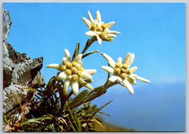 edelweiss a flower in austria star of