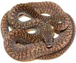 granite carpet python traits morphpedia