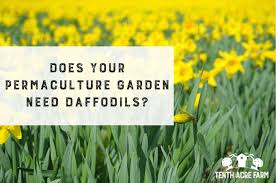 permaculture garden need daffodils