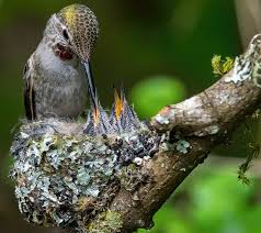 Attract Hummingbirds To Your Garden
