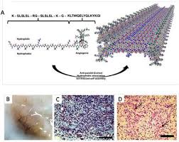 Frontiers Peptide Based Functional Biomaterials For Soft