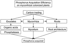 Frontiers Phosphorus Acquisition Efficiency Related To