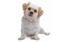 Maltese Shih Tzu Dog Breed Information Pictures