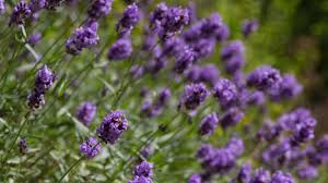 Wann kann man lavendel pflanzen? Lavendel Pflanzen Und Pflegen Die Besten Tricks Und Kniffe Stern De