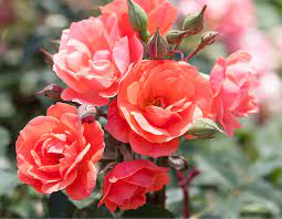 Coral Knock Out® - Star® Roses and Plants