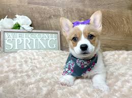 The corgi, or pembroke welsh corgi, is an adorable bundle of joy that has been taking the internet by storm.just check out all these hilarious corgi jokes and memes. Pembroke Welsh Corgi Puppies Petland Athens Oh