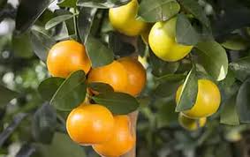 citrus mitis calamondin orange tree