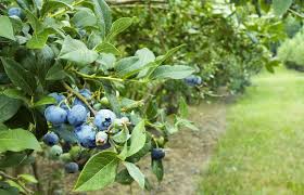 Image result for berry bush