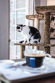 Mascota por un rato: el auge de los cat cafés - Revista Galeria en  Montevideo Portal