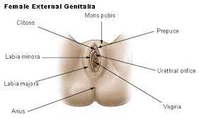 (iii) the human female reproductive system where zygote is implanted is uterus. Seer Training External Genitalia
