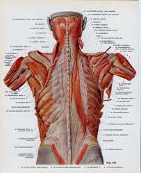 The intercostal muscles extend from the. Ribs Human Anatomy Muscle Rib Muscle Anatomy Human Anatomy Diagram Human Ribs Muscle Anatomy Human Body Anatomy